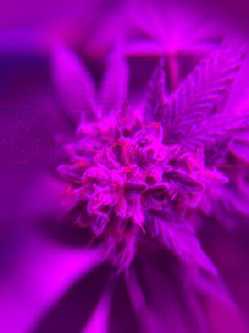 1st baby  — flower, day 66