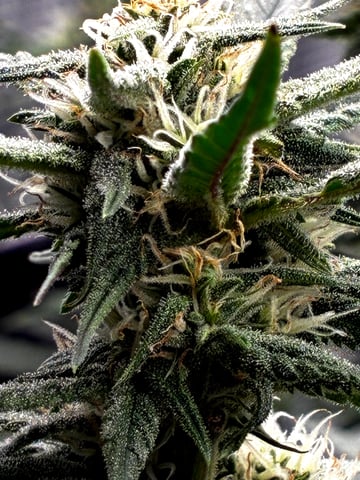 Blueberry critical kush x purple peyote wifi  and one L.a kush cake . — flower, day 55