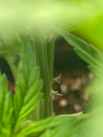 sticking to basics second grow — flower, day 19