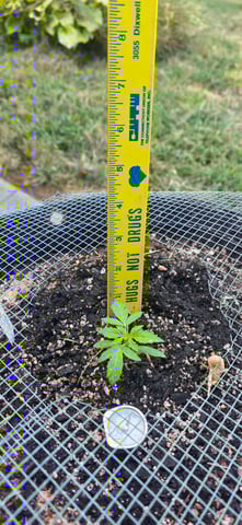 Let's just leave these right here! — vegetative, day 30