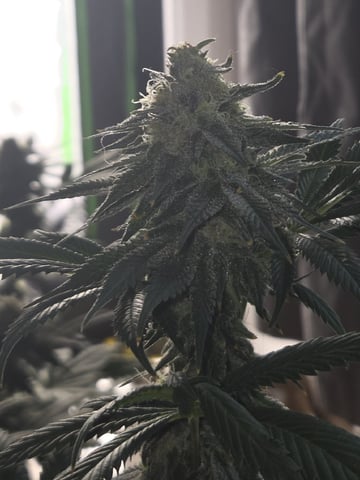 Bruce Banner #4  — flower, day 100