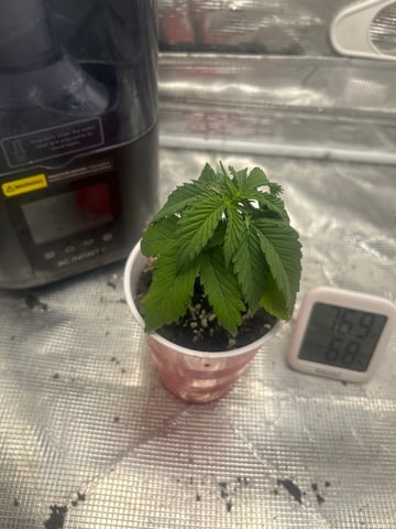 2nd Run — vegetative, day 21