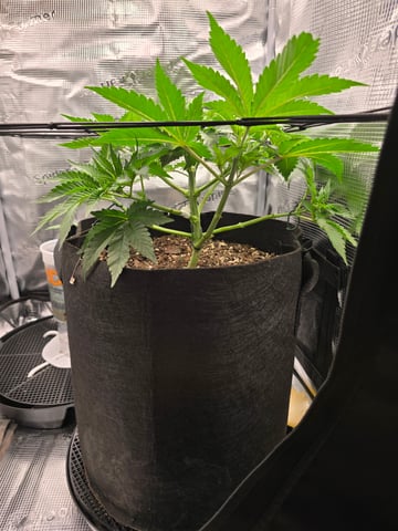 Northern lights #10 (Alaska) — vegetative, day 29