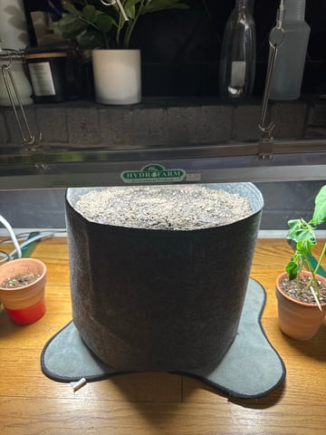 white widow — germination, day 1