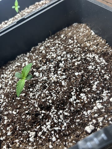 Northern Lights Auto x 4 — seedling_rooting, day 2