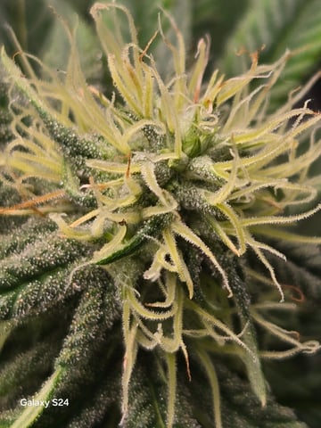 First Time — flower, day 63