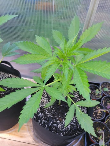 Watermelon Auto — vegetative, day 29