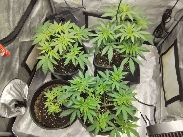 grow 1 — vegetative, day 52