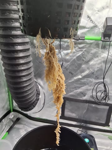 STELLA — vegetative, day 52