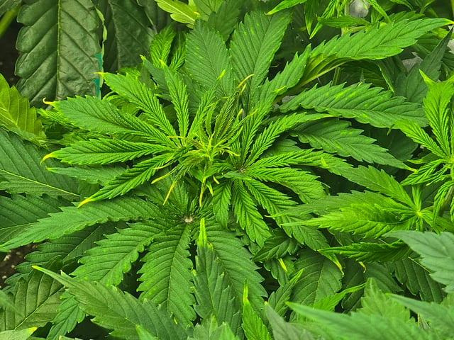 2nd Autoflower Indoor Grow — vegetative, day 36