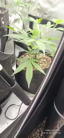 Skunk #1 Clone (Regular Female)  — vegetative, day 44