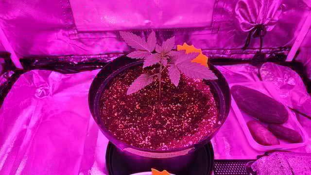 first grow adventure  — vegetative, day 18