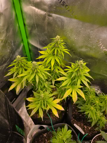 My Second Indoor — vegetative, day 49
