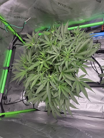 Northern Lights / Banana Kush