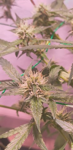 pineapple Express  — flower, day 15