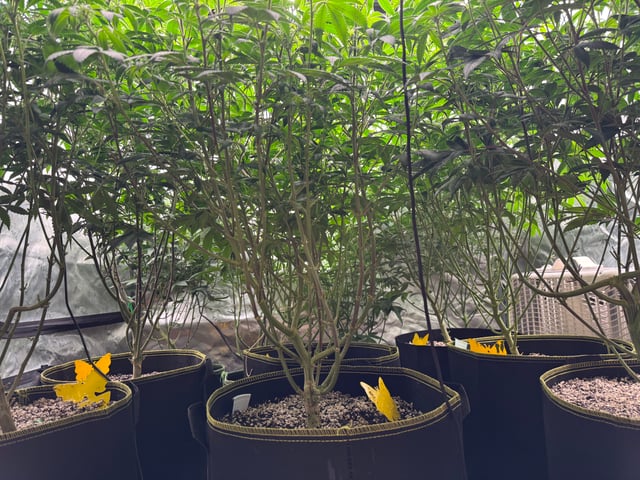 Hollywood Headband and LimeHeads  — flower, day 118