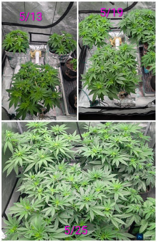 Bloody Mango — flower, day 72