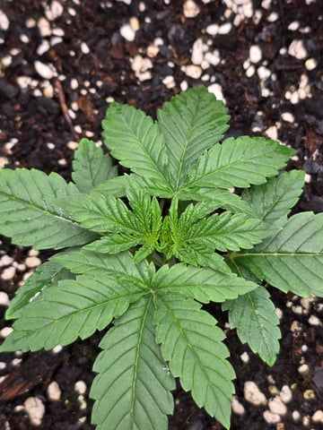 Northern lights #10 (Alaska) — vegetative, day 12