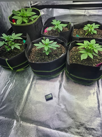 2nd Autoflower Indoor Grow — vegetative, day 18
