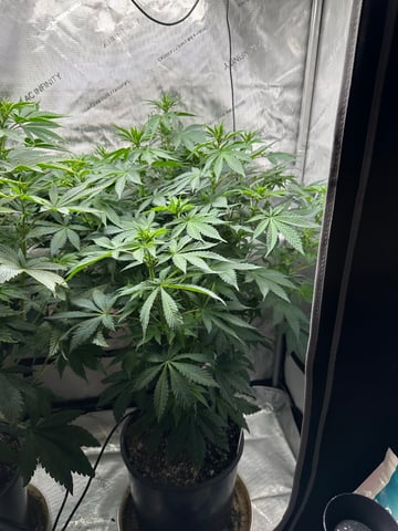 White Russian — flower, day 58