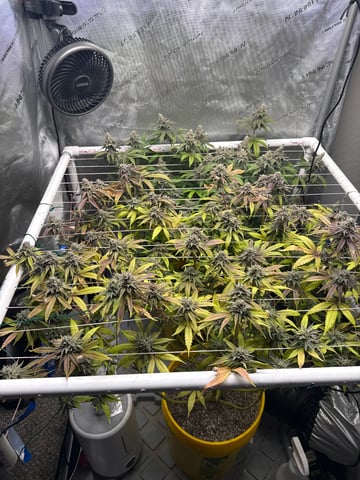 3rd grow  — flower, day 113