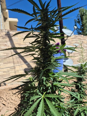 new strain — flower, day 60
