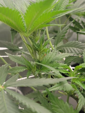 my first grow — flower, day 50