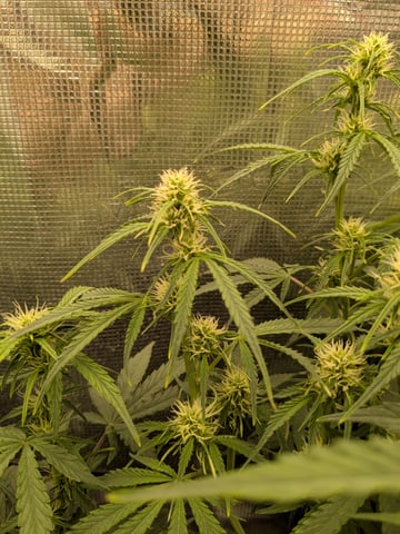 first grow — flower, day 37