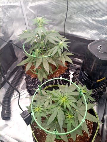 first tent grow — flower, day 26
