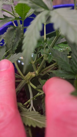 Fastbuds Autoflower Run — vegetative, day 28