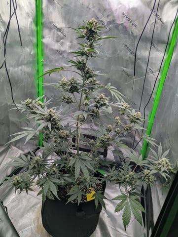First Grow — flower, day 63