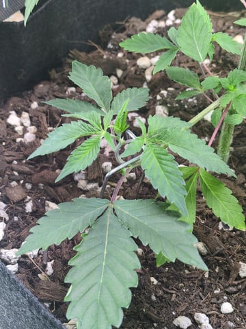 Audrey III — vegetative, day 65