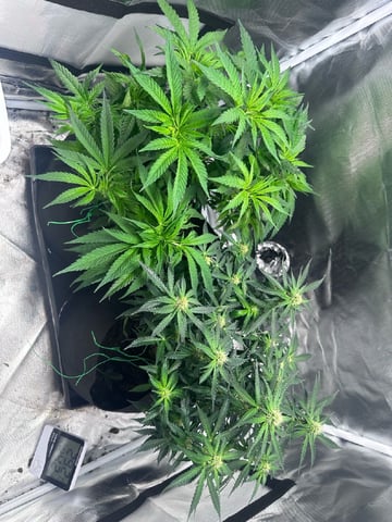 first grow — vegetative, day 60