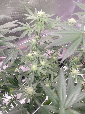 chemdog  — flower, day 104