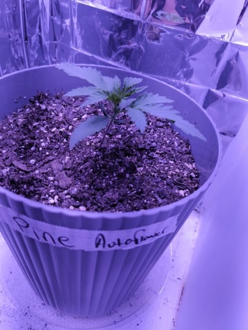 2nd grow — seedling_rooting, day 13