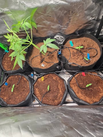 "Wedding Crasher"  Grow#2 — vegetative, day 44