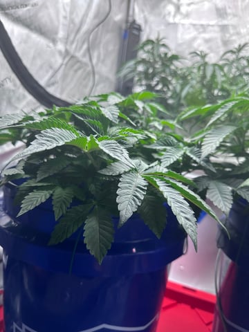 Grow#2 — vegetative, day 31