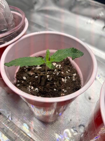 First Ever Grow GT — seedling_rooting, day 8