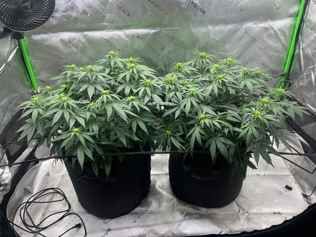 Blue Dream Photos — flower, day 62