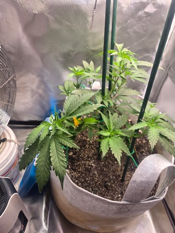 Looking for advice! — vegetative, day 33