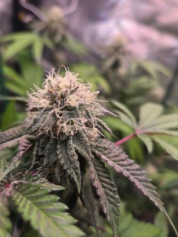 Looking for advice! — flower, day 79