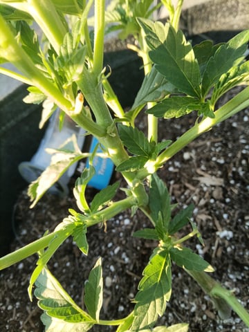 first 4 — vegetative, day 3