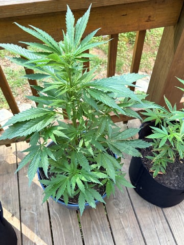 mixing it up — vegetative, day 60