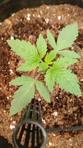 My First Grow — none, day 1