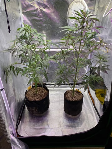 widows’ mimosa f1 — flower, day 54