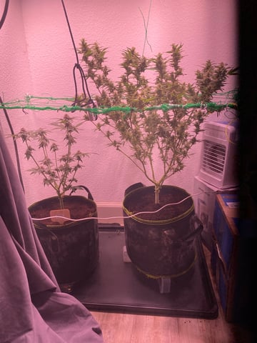 pineapple Express  — flower, day 25