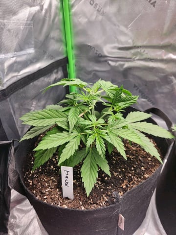 Winter Garden — vegetative, day 20