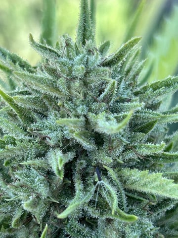 Bruce Banner — flower, day 26