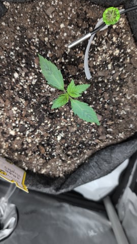 memphisto 3 bears OG, ethos high note r1 — seedling_rooting, day 11