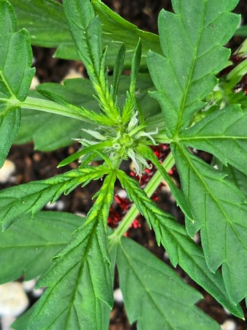 Green Gelato Auto — flower, day 37